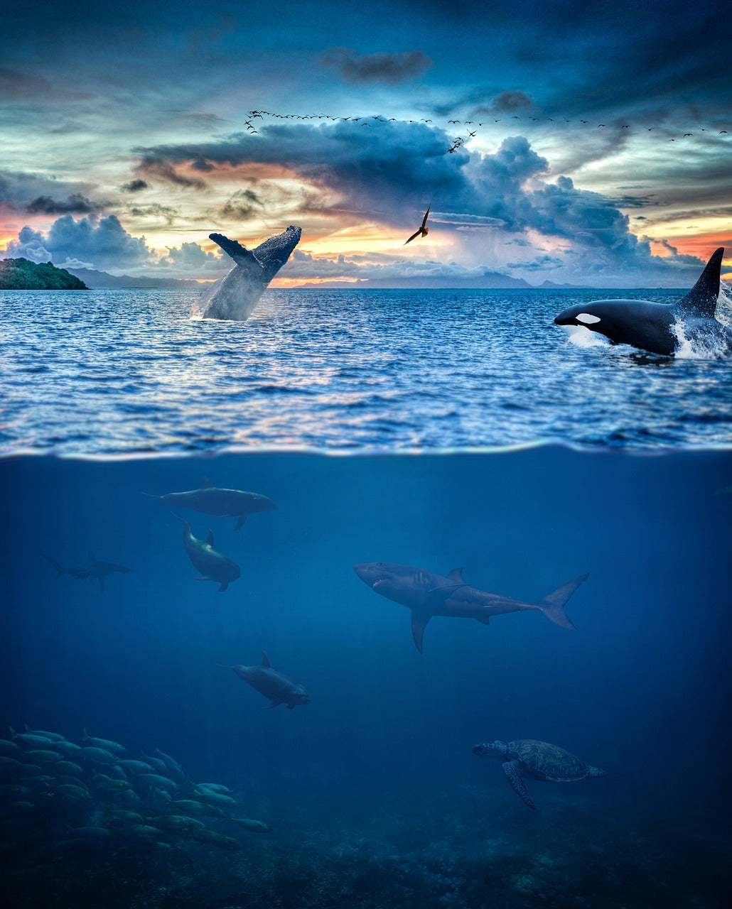 The Awakening and Embracing Environmental Consciousness: A Journey Inspired by Whales