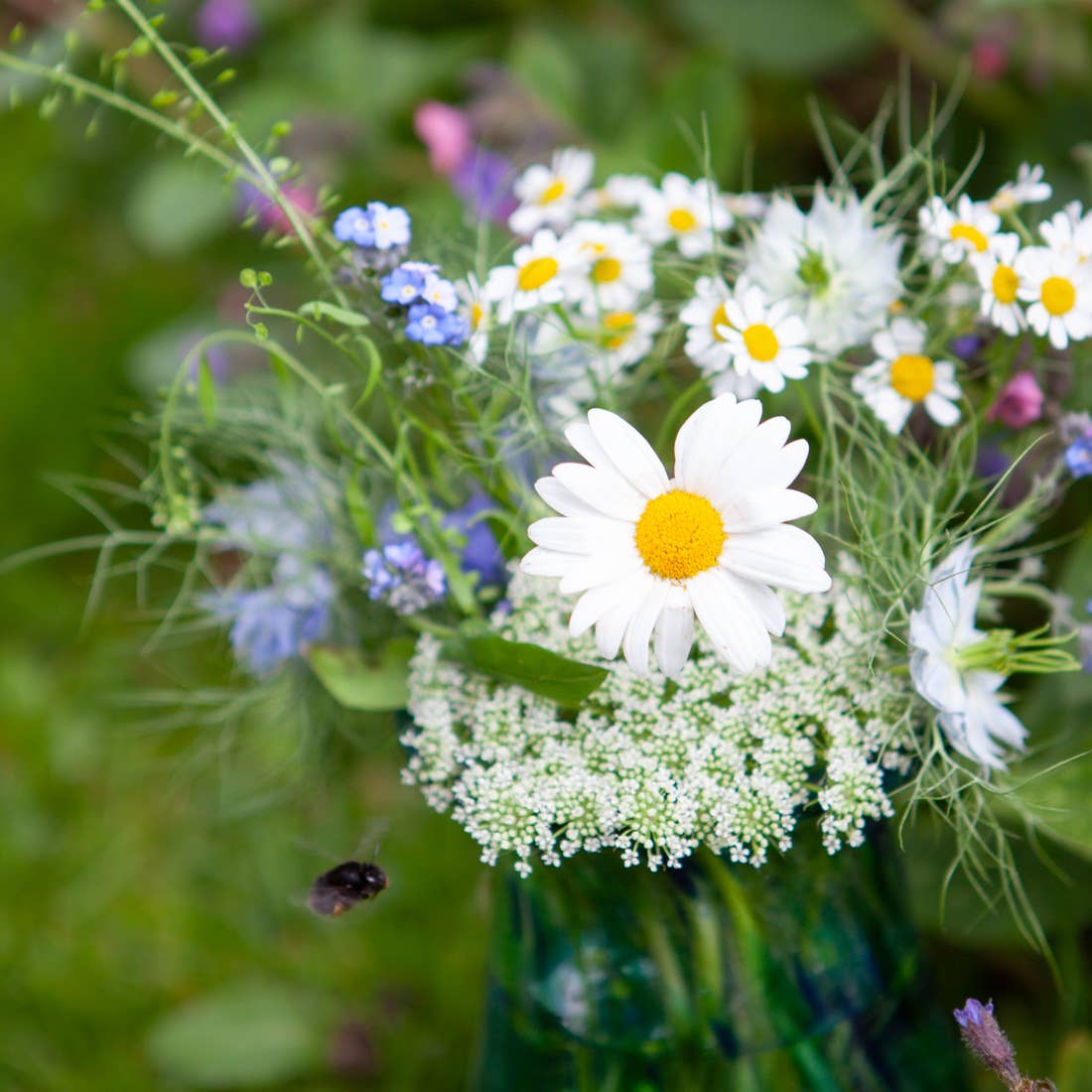 Kate Moby Flowers seeds Kate Moby Wildflower Seeds For Butterflies and Bees