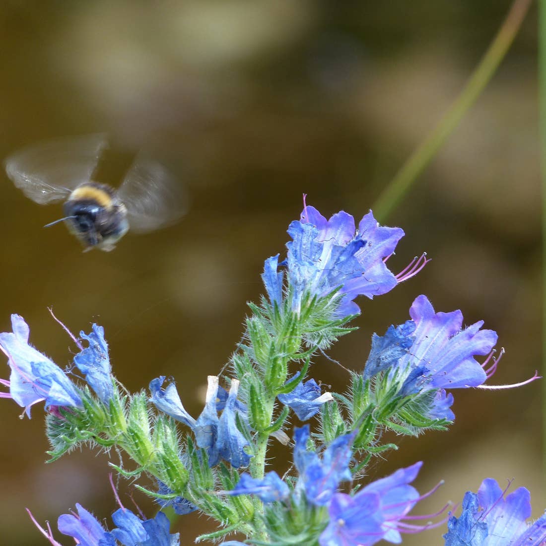 Kate Moby Flowers seeds Kate Moby Wildflower Seeds For Butterflies and Bees