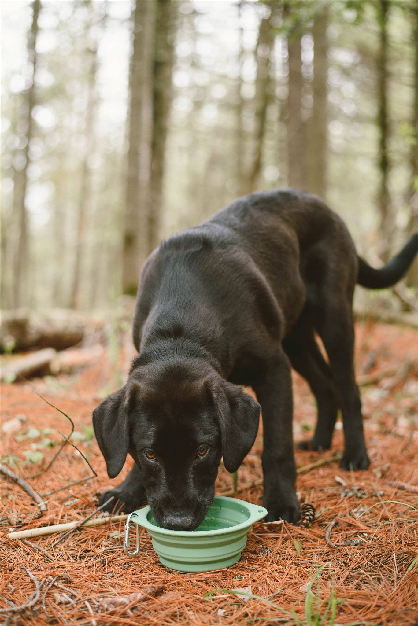 Me Mother Earth dog bowl Me Mother Earth- Collapsible Silicone Dog Bowl