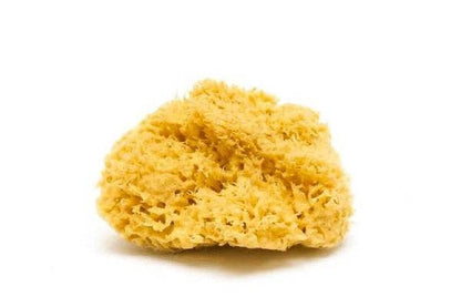 Smile Boutiques Bath sponge Honeycomb Sponge Natural Sea Sponge - Plastic-Free Organic Beauty