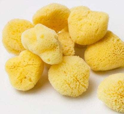 Smile Boutiques Bath sponge Natural Sea Sponge - Plastic-Free Organic Beauty